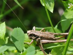 Pholidoptera griseoaptera